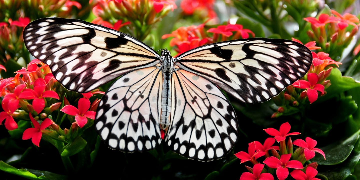 White and black butterfly on pink flowers.