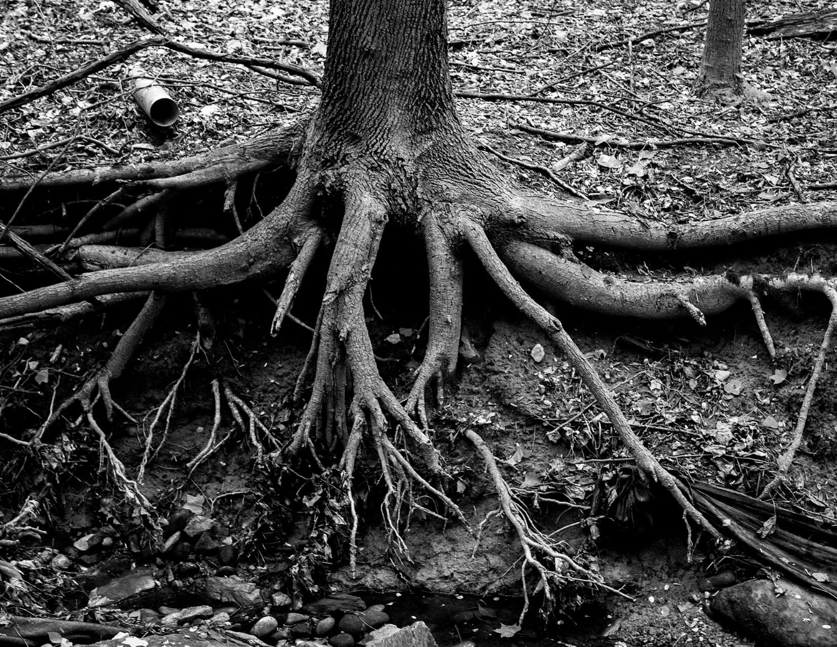 Black and white image of tree roots