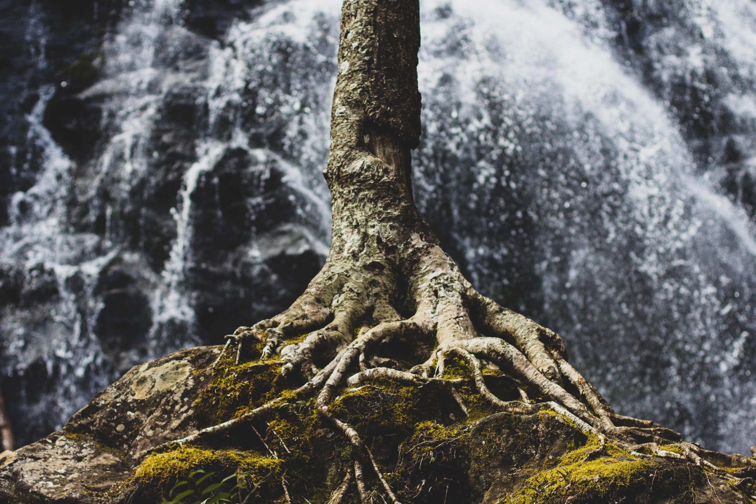 The exposed roots of an old tree, with moss growing around it on rocky terrain.